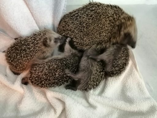Fünf kleine Igel kuscheln auf einer weißen Decke.
