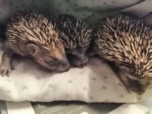 Drei kleine Igel liegen dicht nebeneinander auf einem Kissen.