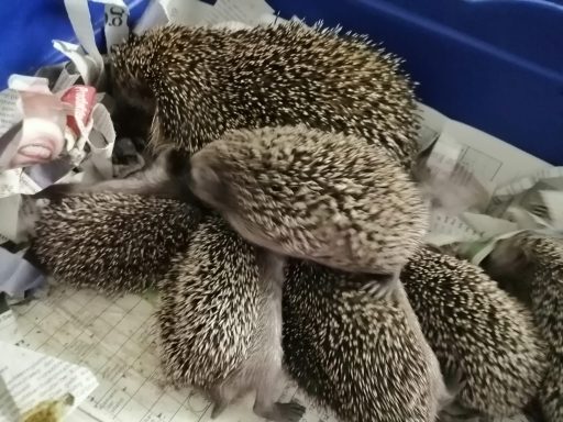 Eine Gruppe von Igeln liegt zusammen auf Zeitungspapier.