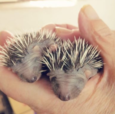 Zwei kleine Igel in einer Hand, mit stacheligen, grauenäußeren.