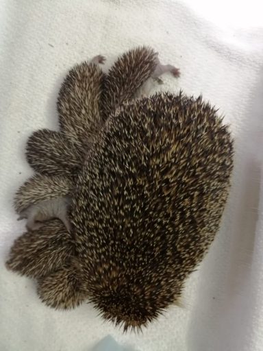 Ein igelartiger Vieh mit dorniger Oberfläche auf einer hellen Unterlage.